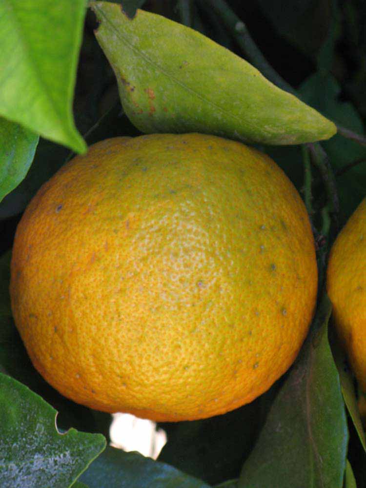            Fruit (Riverside, CA)   